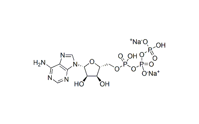 ATP (Adenosine-Triphosphate)