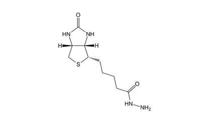 Biotin Hydrazide