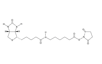 Biotin-X-NHS