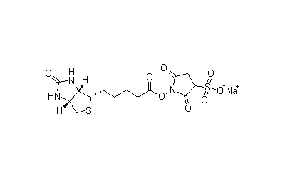 Sulfo-NHS-Biotin