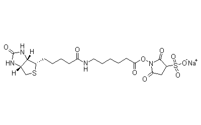 Sulfo-NHS-LC-Biotin