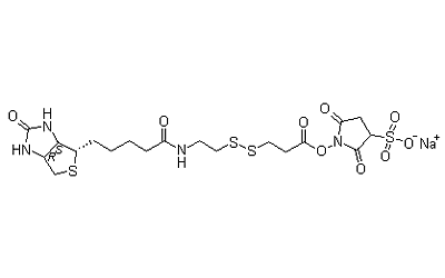 Sulfo-NHS-SS-Biotin
