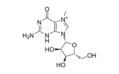 7-Methylguanosine