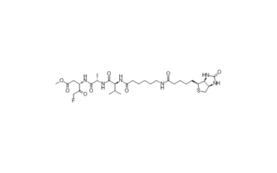 Biotin-VAD-FMK